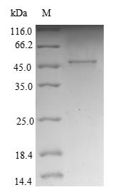 NADH dehydrogenase [ubiquinone] 1 beta subcomplex subunit 10 (NDUFB10), human, recombinant