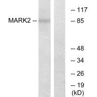 Anti-MARK2