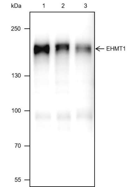 Anti-Recombinant EHMT1, clone A405