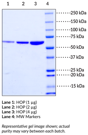 HOP (human recombinant)