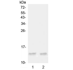 Anti-Ccl20 / Mip-3 alpha