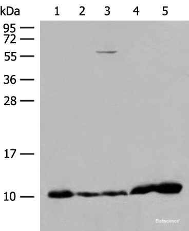 Anti-ATP5I