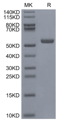 IFN alpha 1 hFc Chimera, Mouse