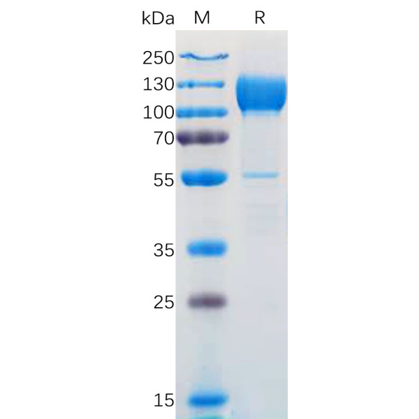 Human NTRK3 Protein, hFc Tag