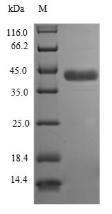 Aspartoacylase (ASPA), human, recombinant