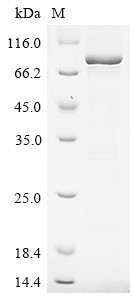 Desmoglein-3 (Dsg3), partial, mouse, recombinant