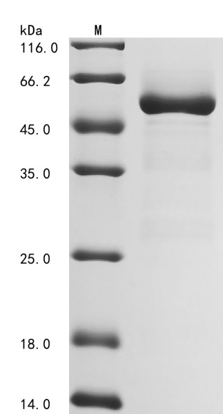 Inorganic pyrophosphatase (PPA1), human, recombinant
