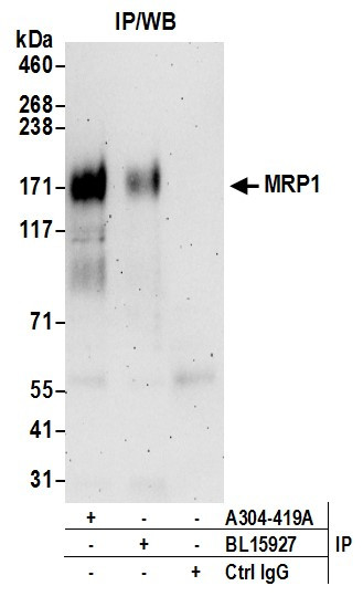 Anti-MRP1