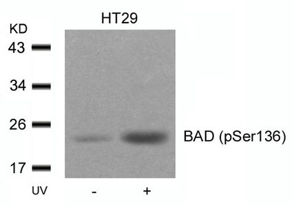 Anti-Phospho-Bad (Ser136)