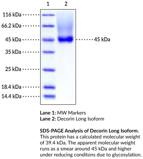 Decorin Long Isoform (human, recombinant)
