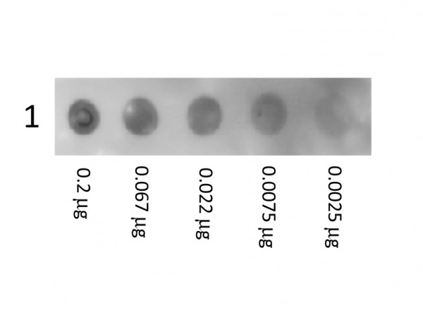 Human Albumin Biotin Conjugated