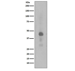 Anti-phospho-CREB1 (Ser133), clone IG-3