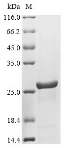 Peptidoglycan-recognition protein SC2 (PGRP-SC2), Drosophila melanogaster, recombinant