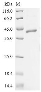 Butyrophilin-like protein 2 (BTNL2), partial, human, recombinant