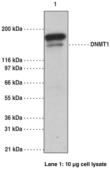 Anti-DNA Methyltransferase 1 (Clone 60B1220.1)