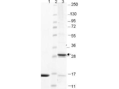 Interleukin-17F (IL-17F), human recombinant (rHuIL-17F)