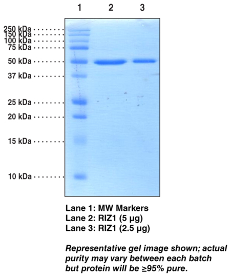 RIZ1 (human recombinant)