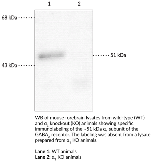 Anti-GABAA Receptor alpha1 Subunit