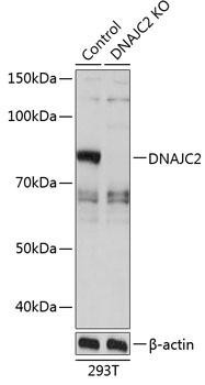 Anti-DNAJC2 [KO Validated]