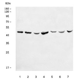 Anti-BSCL2 / Seipin