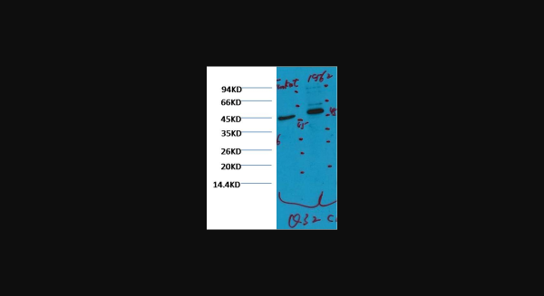 Anti-CD16, monoclonal
