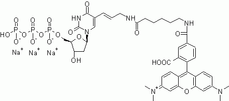 Tetramethylrhodamine-dUTP *1 mM in Tris Buffer (pH 7.5)*