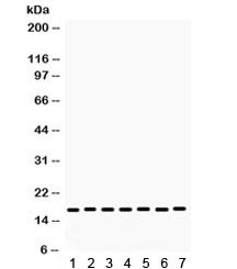 Anti-Lysozyme / LYZ