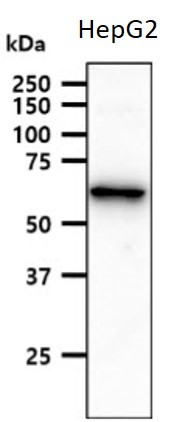 Anti-ACSF2, clone 18B4