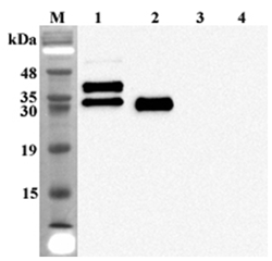 Anti-FGF-23 (human), clone FG322-3