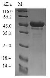 Stathmin-4 (STMN4), human, recombinant