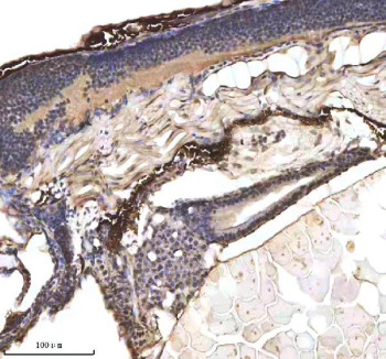 Anti-Zebrafish p53 / Tp53 / Tumor protein 53