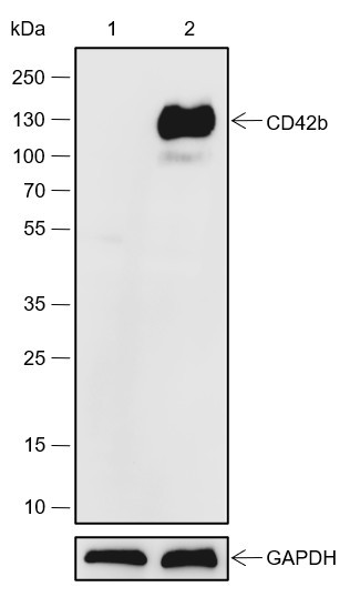 Anti-Recombinant CD42b, clone A557