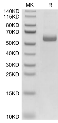 Adiponectin/Acrp30 hFc Chimera, Mouse