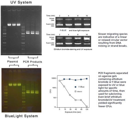 Biomol F-BLUE for DNA Staining