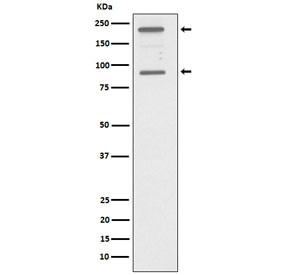 Anti-C4A / Complement C4A, clone AFHB-3