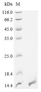 Meromycolate extension acyl carrier protein (acpM), recombinant Mycobacterium tuberculosis