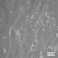 HROC239 T0 M1 Cells