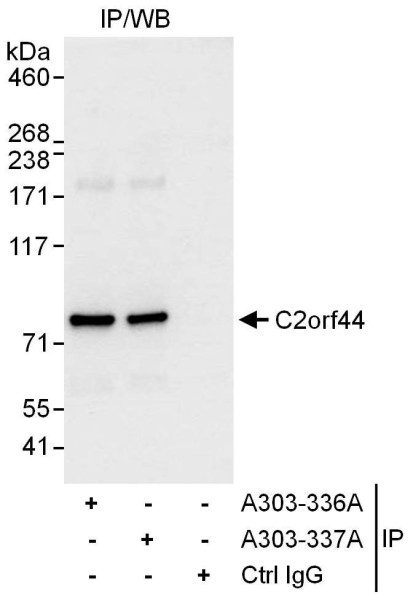 Anti-C2orf44