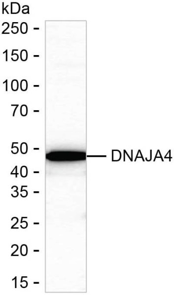 Anti-DNAJA4