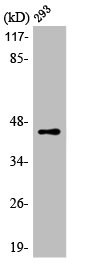 Anti-LUC7L2
