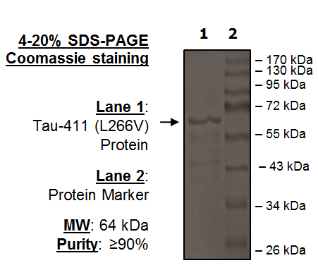 Tau-441 (L266V) Protein