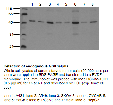Anti-GSK3alpha, clone 10C1