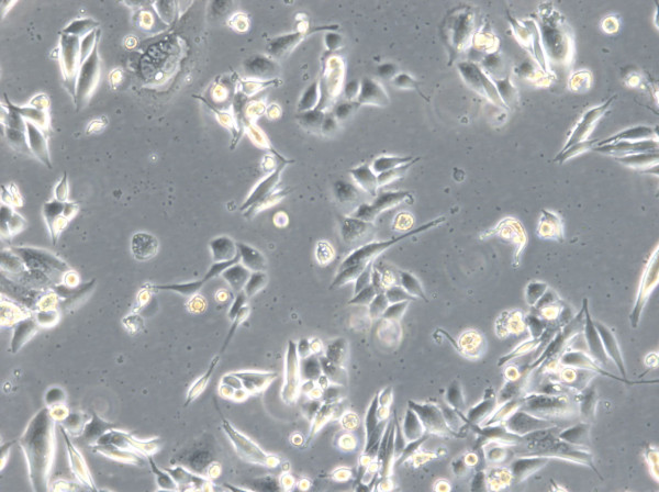 HROC173 Cells