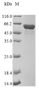 Vimentin (Vim), mouse, recombinant