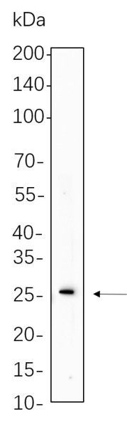 Anti-Recombinant Cleaved PARP1, clone 10A2