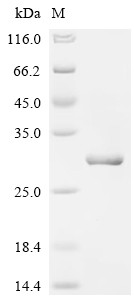 Telomerase-binding protein EST1A (SMG6), partial, human, recombinant