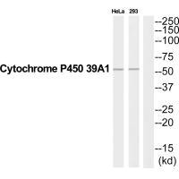 Anti-CYP39A1