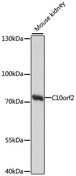 Anti-C10orf2
