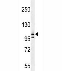 Anti-COL1A2