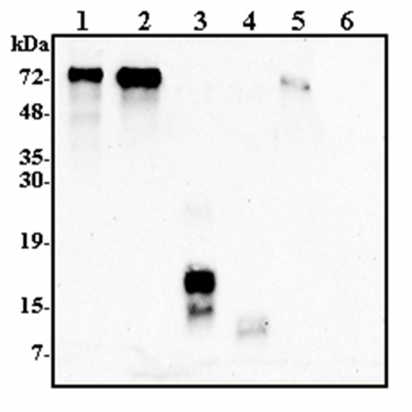 Anti-Progranulin (human)